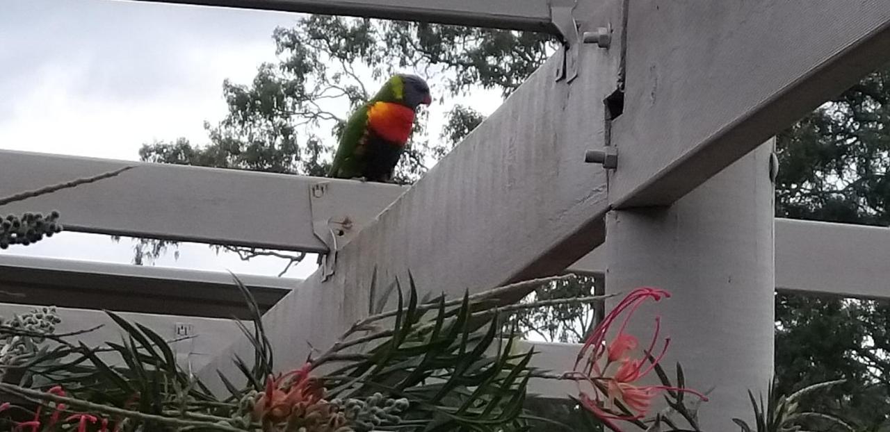 Taree Country Motel Kültér fotó